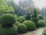 Buxusvormen 
